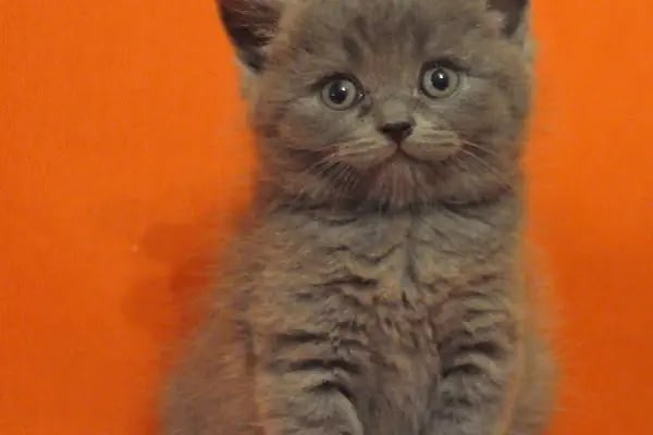 Karaca Petshop - Resim 13