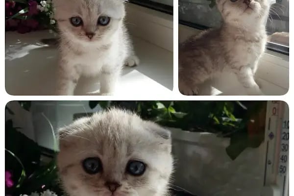 Karaca Petshop - Resim 15