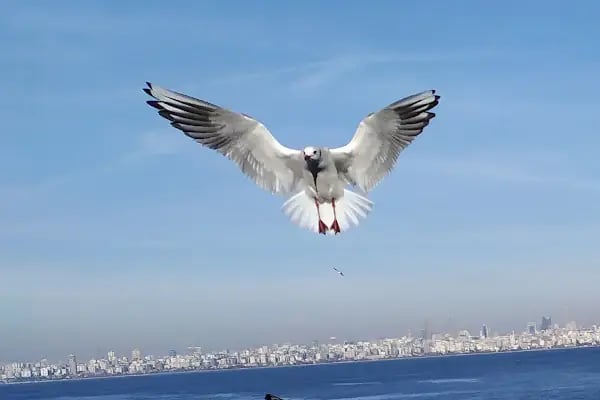 Adalar Vapur İskelesi - Resim 12
