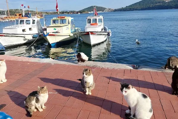 Adakeyf restaurant Burgazada - Resim 18