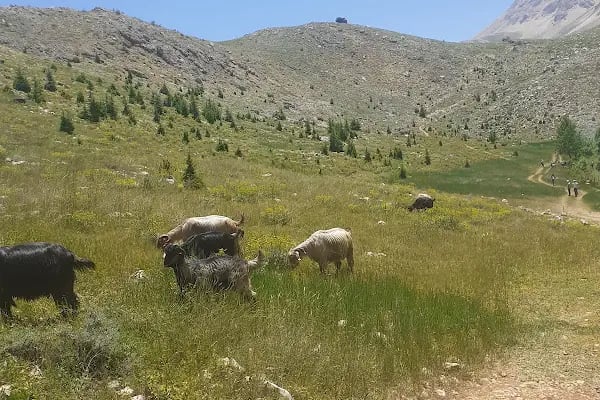 Uçarsu şelalesi - Resim 6