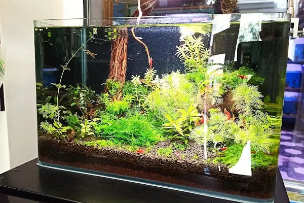 Bursa Aqua Farm - Resim 12