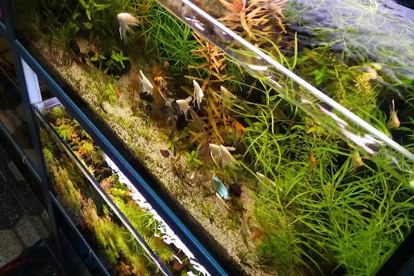 Bursa Aqua Farm - Resim 6