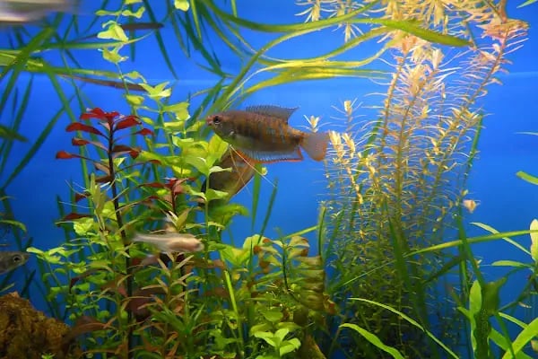 Bursa Aqua Farm - Resim 1