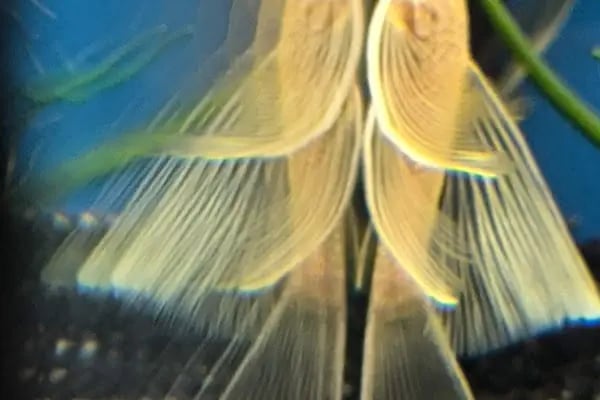Bursa Aqua Farm - Resim 18