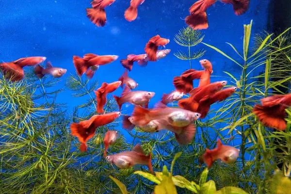 Bursa Aqua Farm - Resim 16