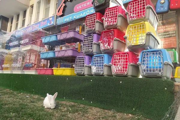 Missy Pet Shop - Resim 3