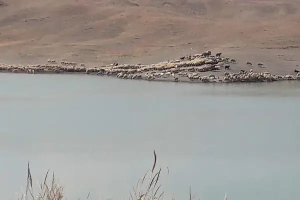 Afşar Göleti - Resim 7