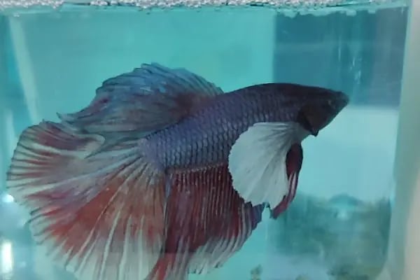 Denizli Poseidon Akvaryum - Resim 8