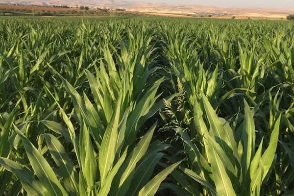 Çakmak Tarım Birecik Buğday Pazarı - Resim 1