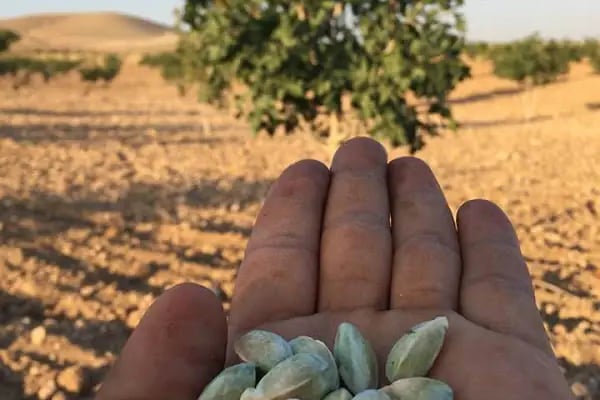 Çakmak Tarım Birecik Buğday Pazarı - Resim 6