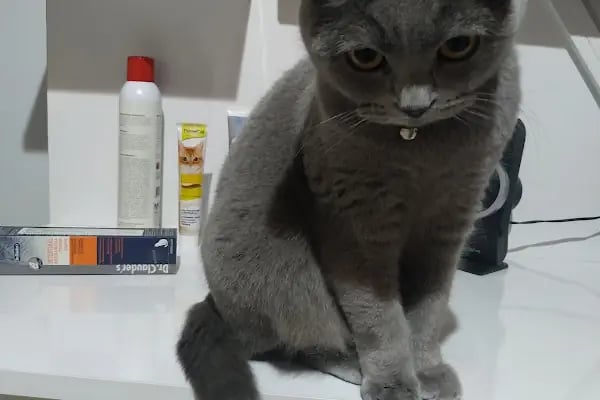 Pati Çarşı Petshop Gimat - Resim 15