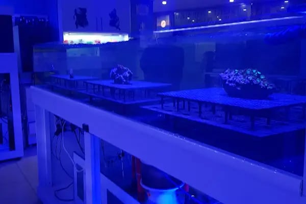 Aqua Blue - Resim 9