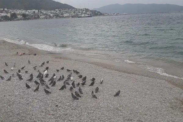 Bodrum Belediyesi Kültür Ve Sosyal İşler Müdürlüğü - Resim 11