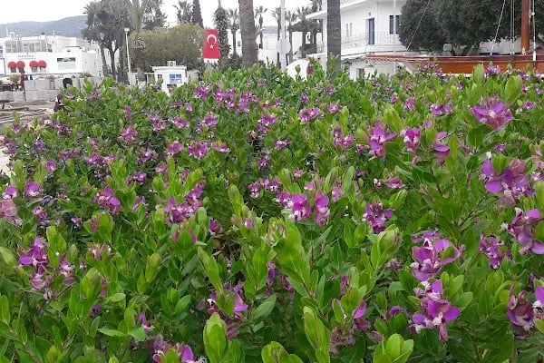 Bodrum Belediyesi Kültür Ve Sosyal İşler Müdürlüğü - Resim 17