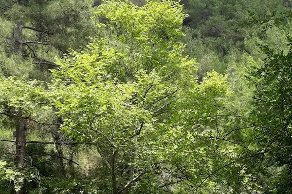 Dağılcak - Resim 11