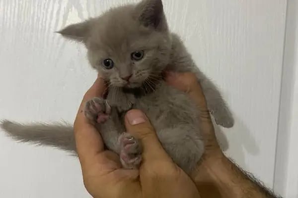 Ömer pet shop - Resim 18