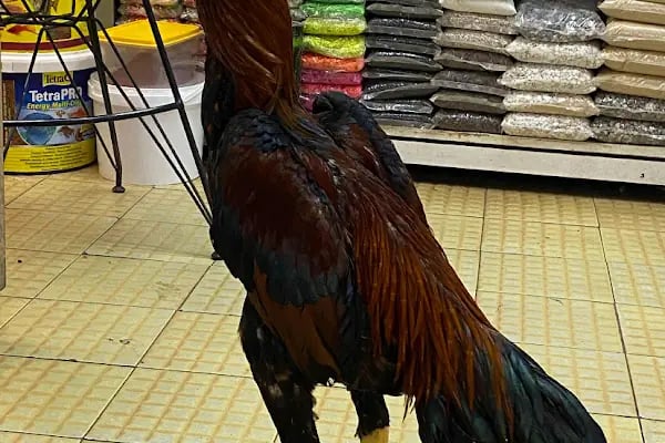 Ömer pet shop - Resim 6