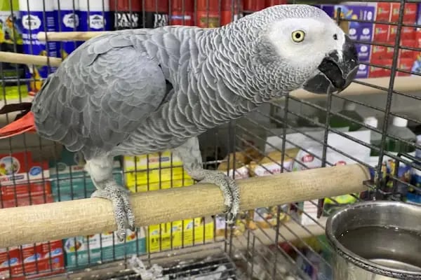 Ömer pet shop - Resim 2
