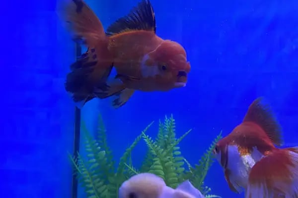 Ömer pet shop - Resim 4