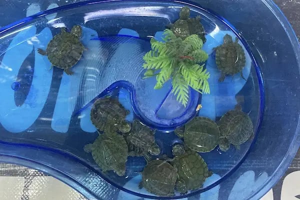 Ömer pet shop - Resim 10