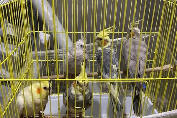 Ömer pet shop - Resim 3