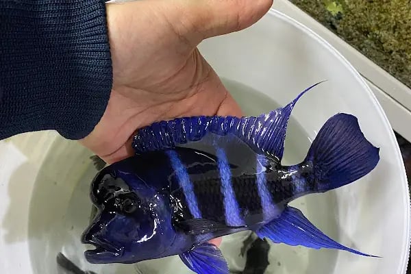 Ömer pet shop - Resim 5