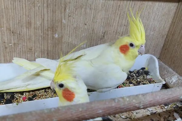 Can Pati Petshop - Resim 15