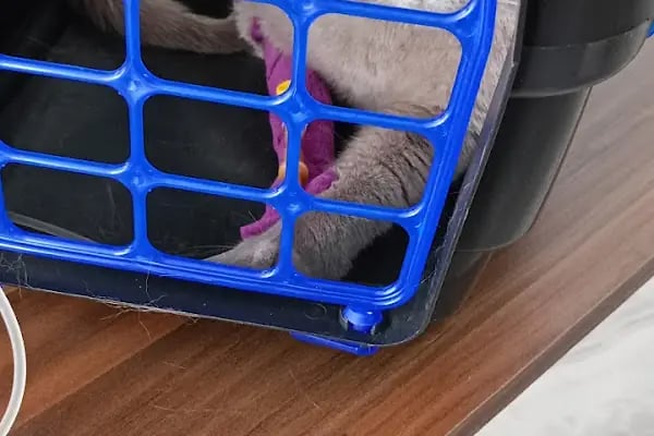 Gen Veteriner Kliniği - Resim 14