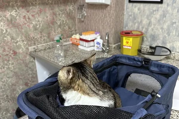 Gen Veteriner Kliniği - Resim 19