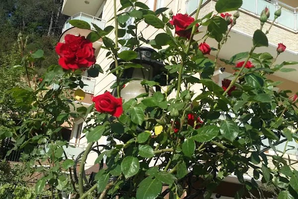 UĞUR TERMAL RESIDENCE - Resim 16