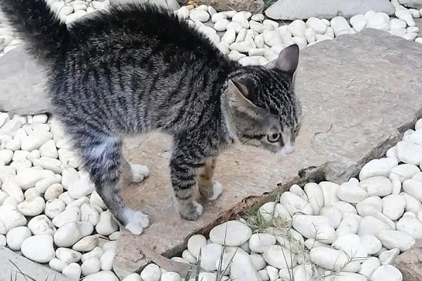 Mavişehir Veteriner - Resim 12