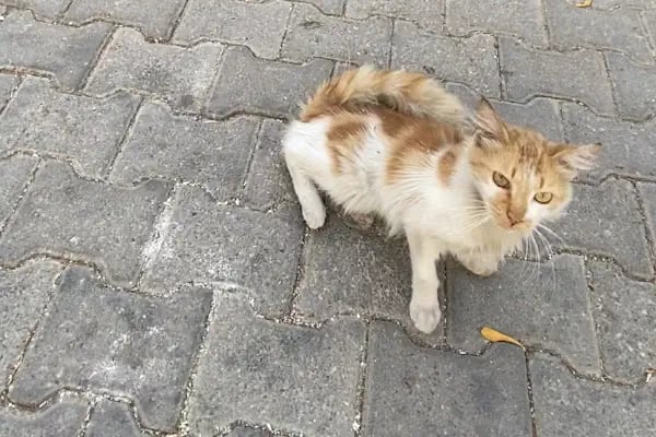 Mavişehir Veteriner - Resim 16