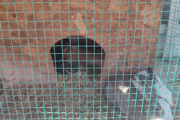 Arı Petshop - Resim 9