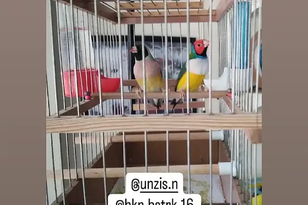 Arı Petshop - Resim 8