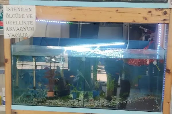 Arı Petshop - Resim 6