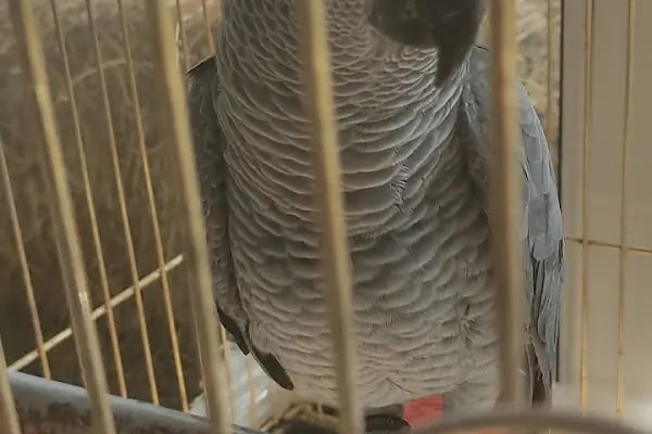 Arı Petshop - Resim 7