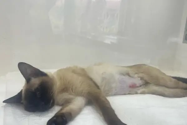 Soma Rüya Veteriner Kliniği - Resim 4