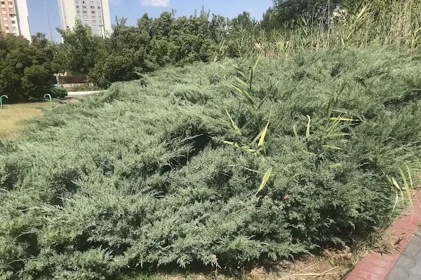 Milli Atlet Muharrem Dalkılıç Koşu Yolu - Resim 16