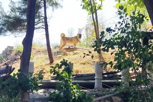 Gece Denizi Kamp Yeri - Karavan ve Çadır Kampı - Resim 7