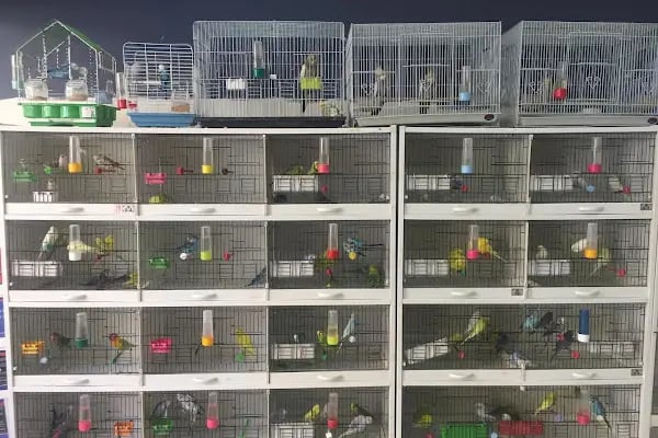 Tuana Petshop - Resim 6