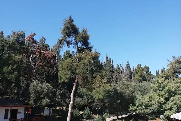 Kartal Belediyesi Büyükada Sosyal Tesisleri - Resim 8