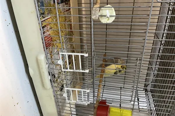 Koçak Petshop - Resim 6