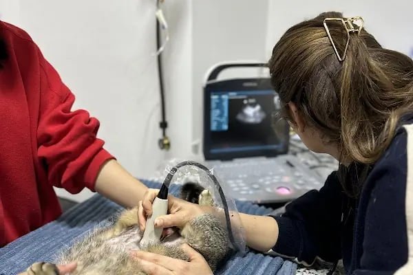 VİTAVET Veteriner Kliniği - Resim 20