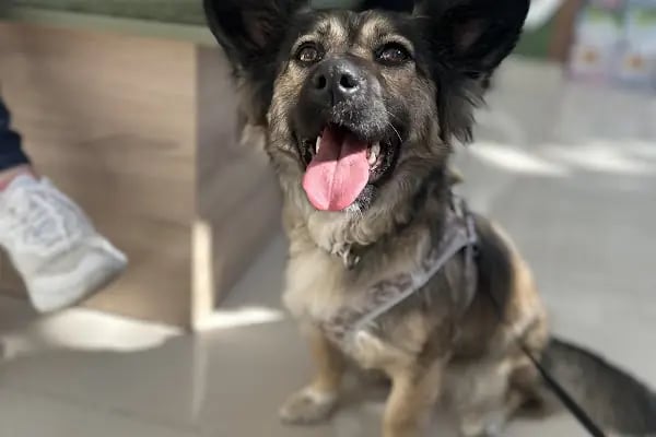 VİTAVET Veteriner Kliniği - Resim 11