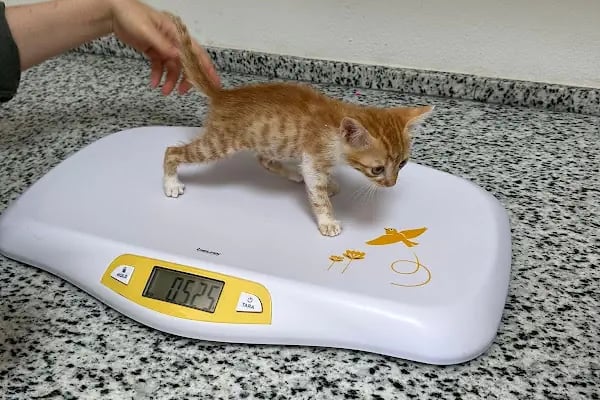 VİTAVET Veteriner Kliniği - Resim 16