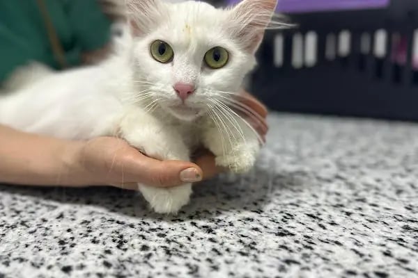VİTAVET Veteriner Kliniği - Resim 7