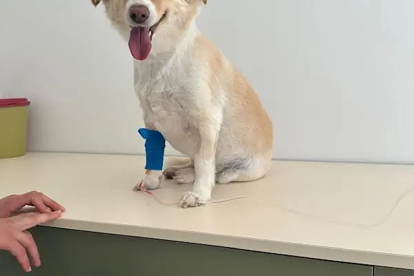 VİTAVET Veteriner Kliniği - Resim 10