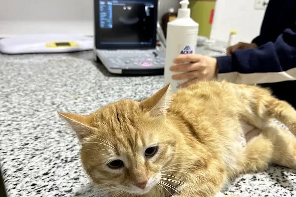 VİTAVET Veteriner Kliniği - Resim 5