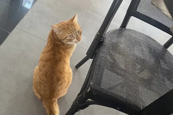VİTAVET Veteriner Kliniği - Resim 17
